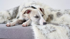 Tösse Blanket - Brown & White 